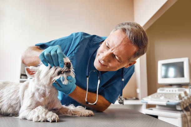 Best Walk-In Emergency Dentist in Woodlands, CA